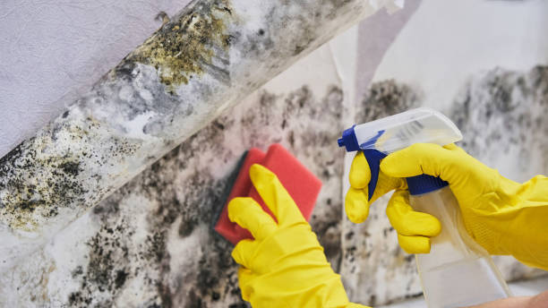 Best Insurance-Related Mold Remediation in Savannah, MO